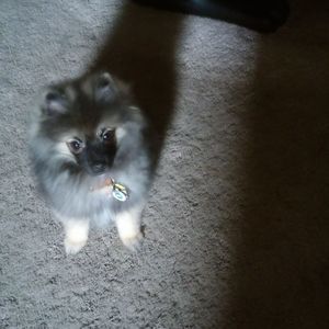 Meet your Posher, Sharon